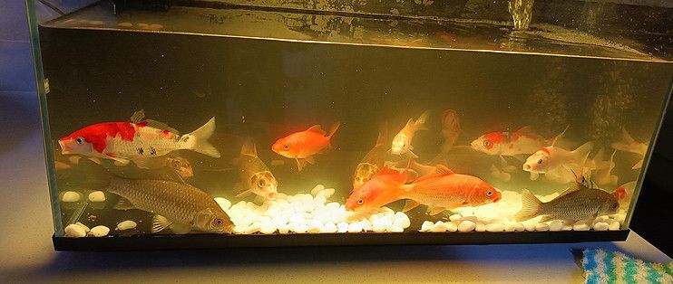 當貝智能魚缸過濾圖：當貝智能魚缸1ultra過濾系統(tǒng) 當貝智能魚缸過濾圖：當貝智能魚缸1ultra過濾系統(tǒng) 魚缸百科 第2張
