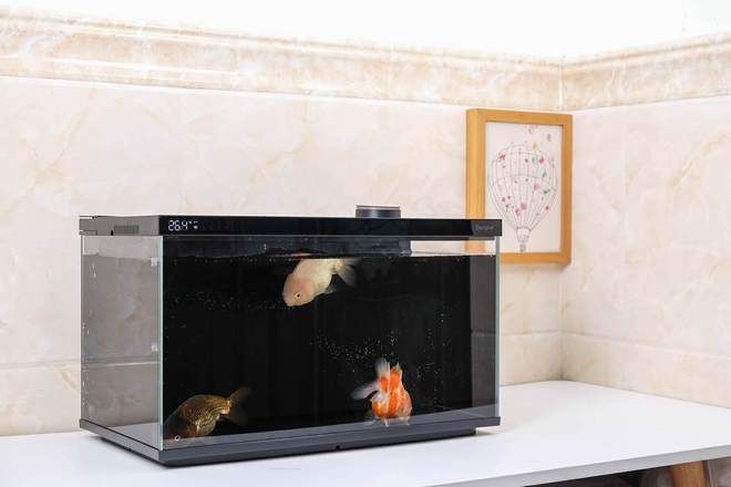 當貝智能魚缸過濾圖：當貝智能魚缸1ultra過濾系統(tǒng) 當貝智能魚缸過濾圖：當貝智能魚缸1ultra過濾系統(tǒng) 魚缸百科 第5張