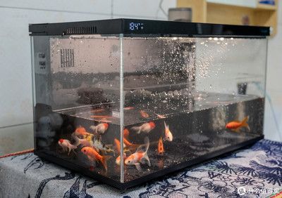 當貝智能魚缸過濾圖：當貝智能魚缸1ultra過濾系統(tǒng) 當貝智能魚缸過濾圖：當貝智能魚缸1ultra過濾系統(tǒng) 魚缸百科 第3張