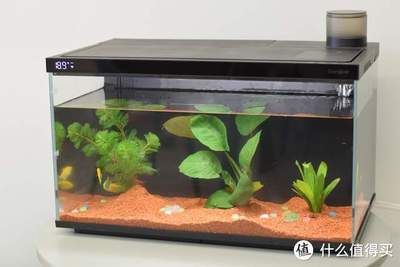 當貝智能魚缸過濾圖：當貝智能魚缸1ultra過濾系統(tǒng) 當貝智能魚缸過濾圖：當貝智能魚缸1ultra過濾系統(tǒng) 魚缸百科 第4張