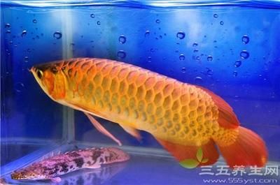 金龍魚(yú)的寓意和象征風(fēng)水：金龍魚(yú)的寓意和象征意義，