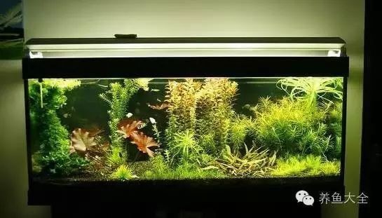 龍魚飼養密度多少合適
