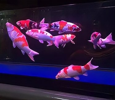 龍魚飼養密度多少合適