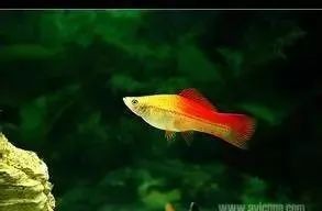 龍魚飼養密度多少合適