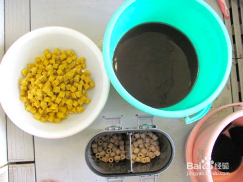 我的虎魚真菌感染了要怎么處理 平樂縣水立坊觀賞魚店(樂平水族館) 全國水族館企業名錄 平樂縣水立坊觀賞魚店(樂平水族館) 平樂縣水立坊觀賞魚店(樂平水族館) 全國水族館企業名錄