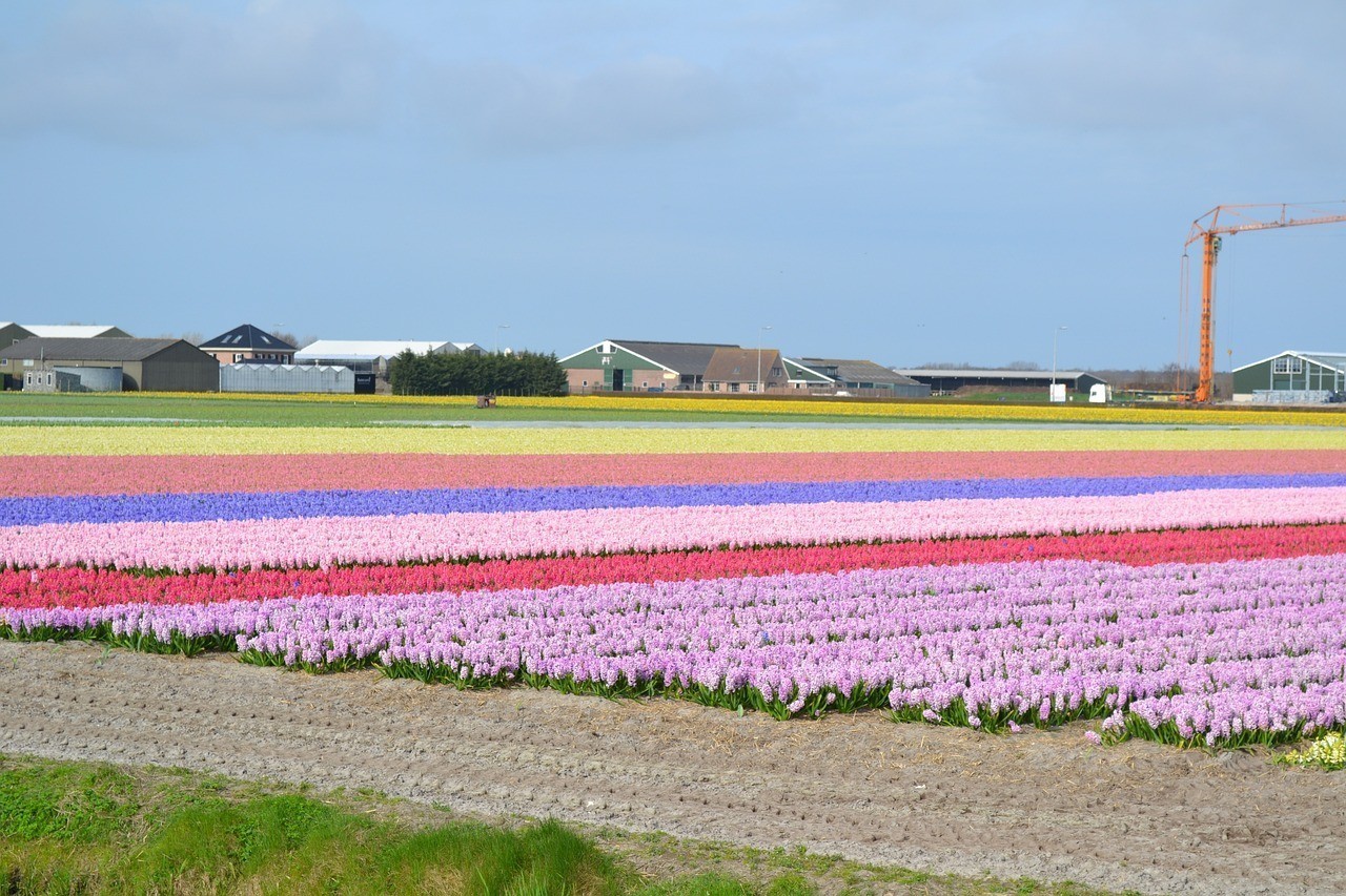 安溪縣鳳城四海花卉店