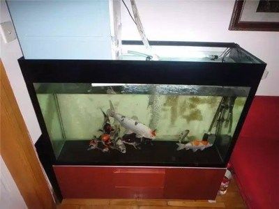 魚缸買什么樣的好一點：如何選擇合適的魚缸