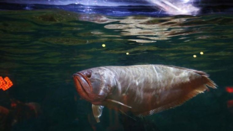 古典龍魚和藍底龍魚的市場需求如何？ 古典龍魚和藍底龍魚的市場需求如何？ 龍魚百科 第5張