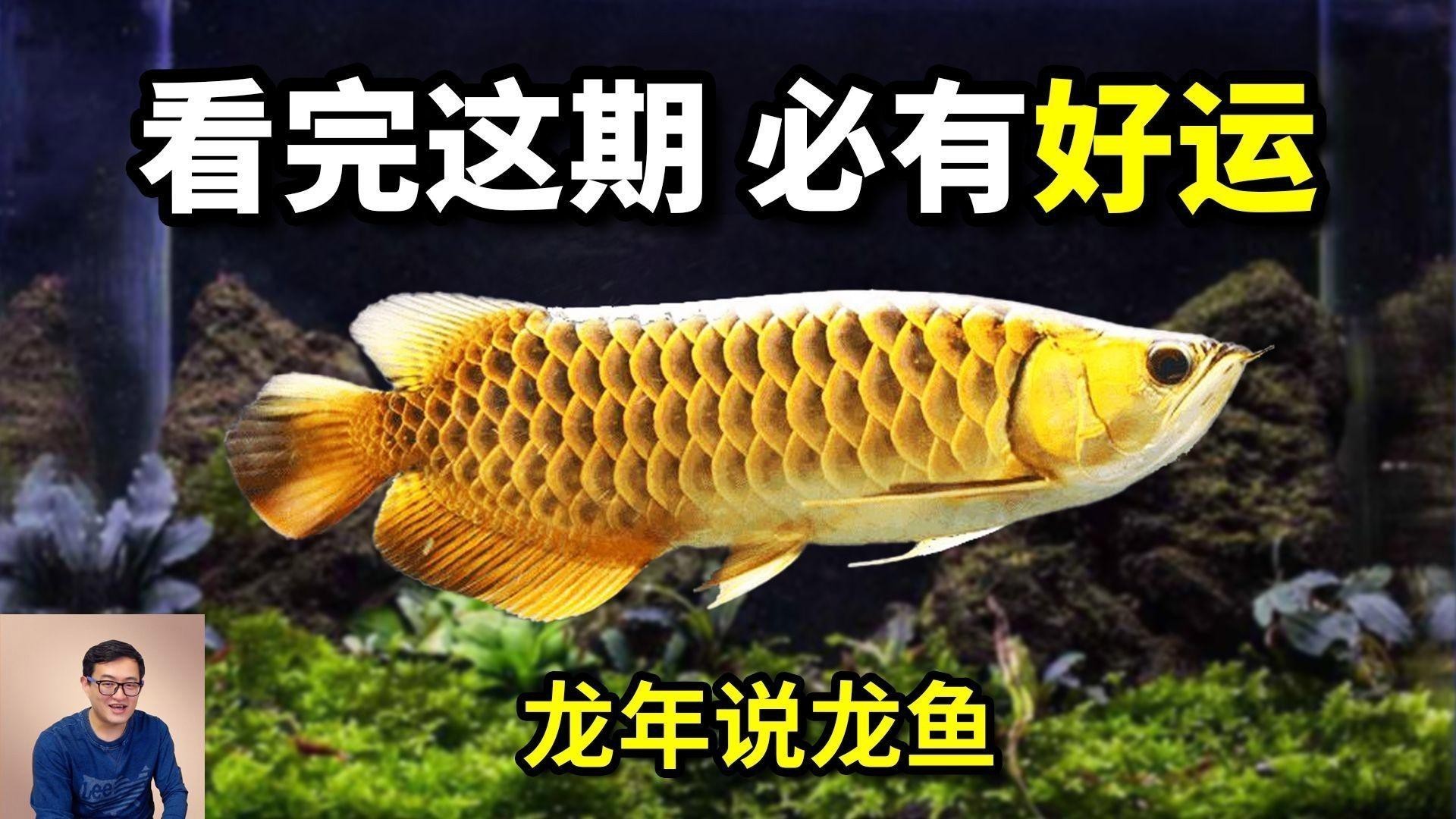古典龍魚和藍底龍魚的市場需求如何？ 古典龍魚和藍底龍魚的市場需求如何？ 龍魚百科 第2張