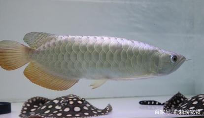 錦鯉魚 魚缸養錦鯉的注意事項:大魚缸養錦鯉的注意事項:大魚缸養錦鯉魚缸養錦鯉 魚缸百科 魚缸養錦鯉的注意事項:大魚缸養錦鯉的注意事項:大魚缸養錦鯉魚缸養錦鯉 魚缸養錦鯉的注意事項:大魚缸養錦鯉的注意事項:大魚缸養錦鯉魚缸養錦鯉 魚缸百科