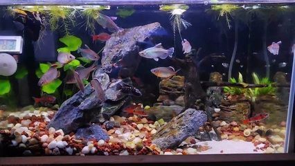 魚缸與灶爐直線影響查詢：魚缸和灶爐在空間布置上的直線影響，魚缸與灶爐的布局應避免直接相對