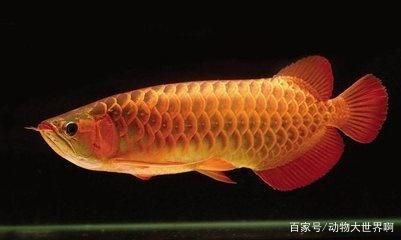 龍魚總咬其他魚：龍魚攻擊其他魚的原因