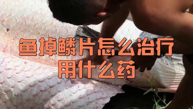 銀龍魚掉鱗片怎么辦視頻教程 銀龍魚掉鱗片怎么辦視頻教程 龍魚百科 第3張