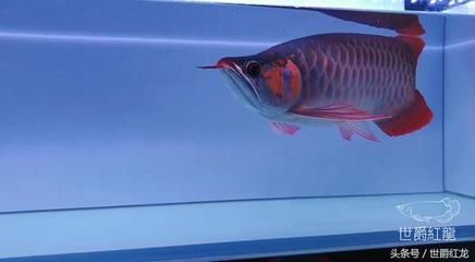 紅龍魚好養(yǎng)嗎怎么養(yǎng)的好看：如何飼養(yǎng)紅龍魚，紅龍魚好養(yǎng)嗎