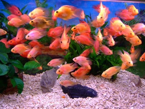 熱帶魚魚缸和普通區別，熱帶魚與普通魚的飼養對比