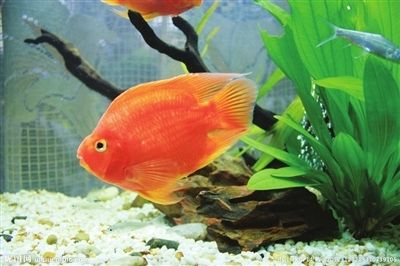 紅鯉魚的飼養方法：紅鯉魚與其他觀賞魚的區別 紅鯉魚的飼養方法：紅鯉魚與其他觀賞魚的區別 魚缸百科 第1張