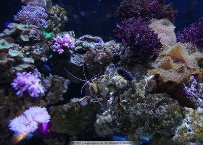 海洋生態(tài)魚(yú)缸造景設(shè)計(jì)的注意事項(xiàng)：海洋生態(tài)魚(yú)缸的養(yǎng)護(hù)秘籍
