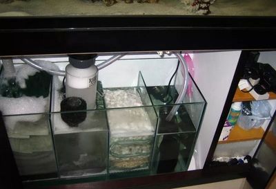 德國魚缸品牌的魚缸品牌對比德國魚缸品牌的選擇分析：德國魚缸與亞洲品牌對比