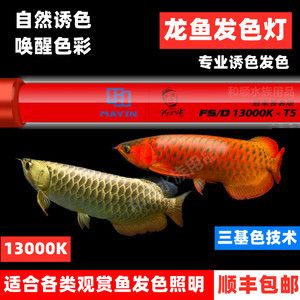 燈烤金龍魚的效果能維持多久：燈烤金龍魚效果不能持久維持金龍魚的顏色和外觀會迅速恢復原狀