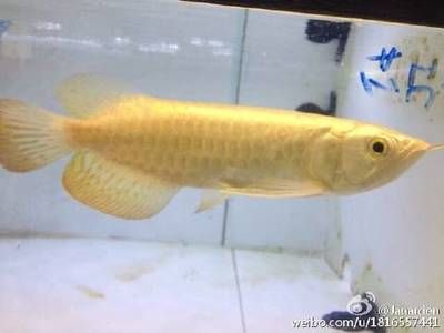 燈烤金龍魚的效果能維持多久：燈烤金龍魚效果不能持久維持金龍魚的顏色和外觀會迅速恢復原狀