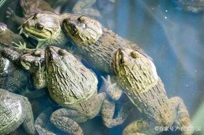 黑魚在魚缸中的養(yǎng)護(hù)需要考慮水質(zhì)管理、餌料投喂和注意事項(xiàng)：黑魚在魚缸中養(yǎng)護(hù)的方法