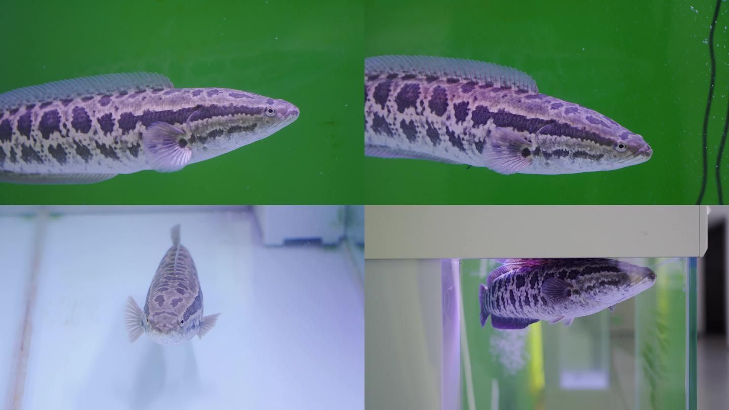 黑魚在魚缸中的養(yǎng)護(hù)需要考慮水質(zhì)管理、餌料投喂和注意事項(xiàng)：黑魚在魚缸中養(yǎng)護(hù)的方法