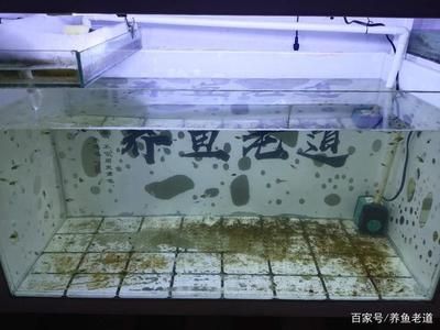 魚缸的水渾濁是水泵的問題嗎 魚缸的水渾濁是水泵的問題嗎 魚缸百科 第2張