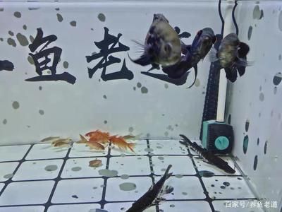 魚缸的水渾濁是水泵的問題嗎 魚缸的水渾濁是水泵的問題嗎 魚缸百科 第4張