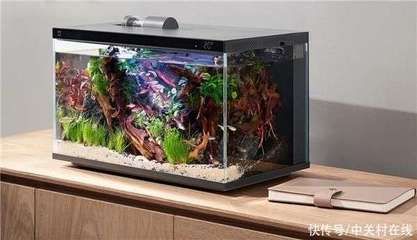 小米魚缸換水的正確方法：小米魚缸換水的正確方法小米魚缸換水的正確方法