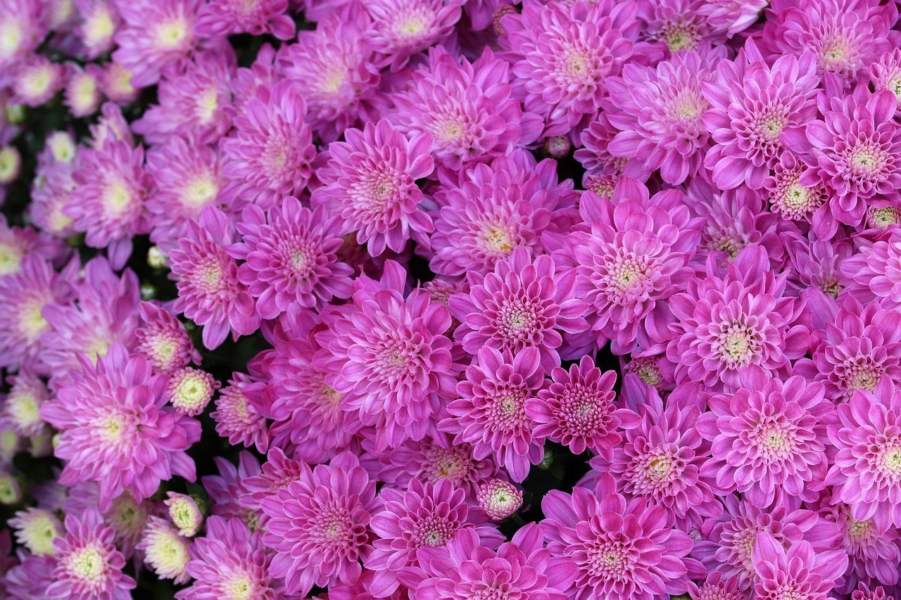 賓縣頭一家花店 賓縣頭一家花店 全國水族館企業名錄 第1張