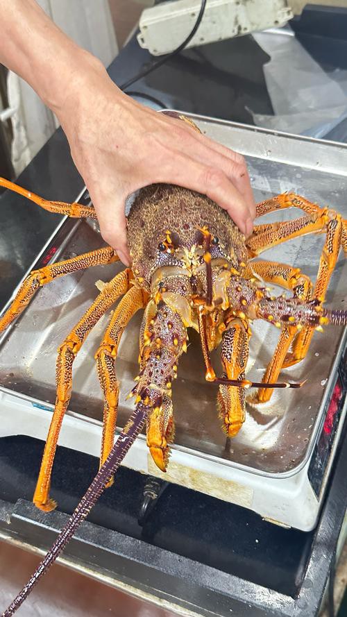 斑龍魚是什么魚類圖片