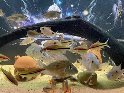 關刀魚的飼養方法：關刀魚養殖建議用350升或更大的帶有順巖石洞穴的水族箱來飼養