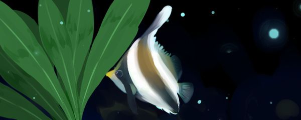 關刀魚的飼養方法：關刀魚養殖建議用350升或更大的帶有順巖石洞穴的水族箱來飼養