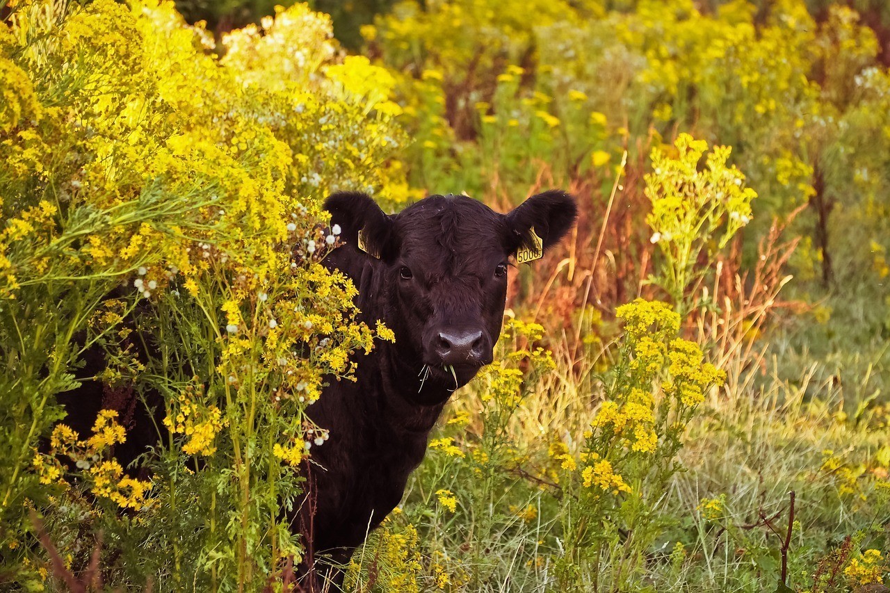 鞍山千山風(fēng)景區(qū)鑫玲養(yǎng)殖（鞍山千山風(fēng)景區(qū)鑫玲養(yǎng)殖場(chǎng)地址）