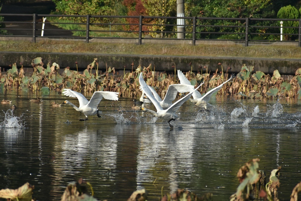 臨江市雲(yún)田活魚行 臨江市雲(yún)田活魚行 全國水族館企業(yè)名錄 第2張