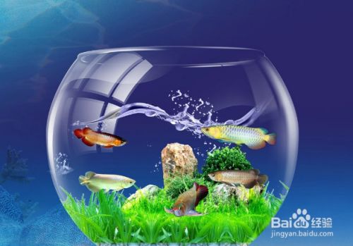 魚缸水起白霧怎么回事，如何維護魚缸水質惡化如何急救防止魚缸水白霧的方法