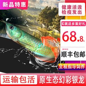 幻彩銀龍魚(yú)是什么品種（幻彩銀龍魚(yú)和銀龍有什么區(qū)別？） 幻彩銀龍魚(yú)是什么品種（幻彩銀龍魚(yú)和銀龍有什么區(qū)別？） 龍魚(yú)百科 第1張