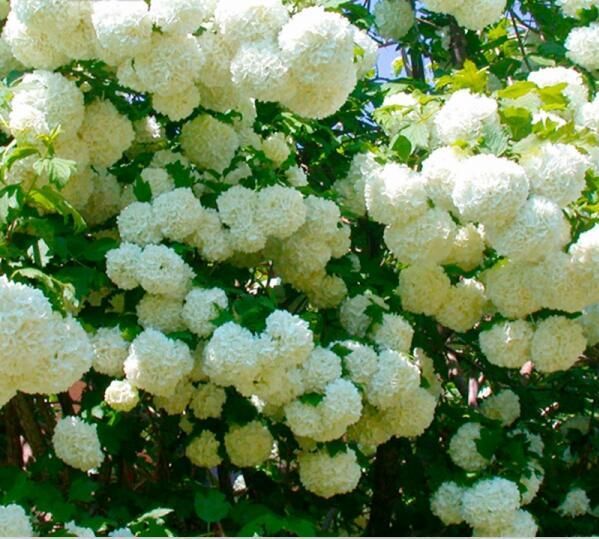 蝴蝶鯉進新魚缸的飼養技巧蝴蝶鯉的飼養技巧是什么：蝴蝶鯉的飼養技巧 蝴蝶鯉進新魚缸的飼養技巧蝴蝶鯉的飼養技巧是什么：蝴蝶鯉的飼養技巧 魚缸百科 第3張