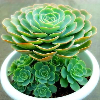 蝴蝶鯉進新魚缸的飼養技巧蝴蝶鯉的飼養技巧是什么：蝴蝶鯉的飼養技巧 蝴蝶鯉進新魚缸的飼養技巧蝴蝶鯉的飼養技巧是什么：蝴蝶鯉的飼養技巧 魚缸百科 第1張