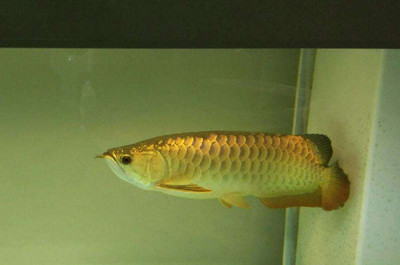 坐南朝北魚缸擺放風(fēng)水 坐南朝北房子魚缸放在哪