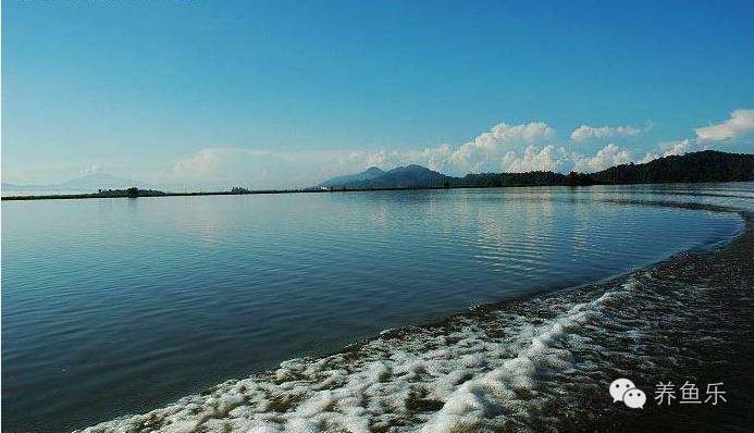 有哪些著名的武吉美拉過(guò)背金龍養(yǎng)殖場(chǎng)？ 有哪些著名的武吉美拉過(guò)背金龍養(yǎng)殖場(chǎng)？ 龍魚(yú)百科 第3張