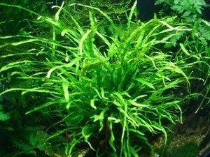放在魚缸里的草叫什么（【魚缸草水草品種魚缸草水草品種魚缸水草養護）
