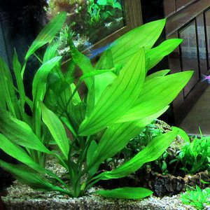 放在魚缸里的草叫什么（【魚缸草水草品種魚缸草水草品種魚缸水草養護）