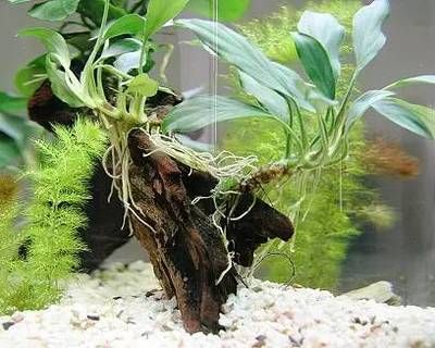 放在魚缸里的草叫什么（【魚缸草水草品種魚缸草水草品種魚缸水草養護）