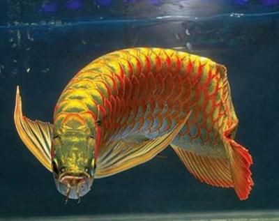 金頭滿背金龍魚的價格是多少：金頭滿背金龍魚價格至少10000元左右金頭滿背金龍魚價格