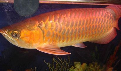 龍魚招財貓魚缸需要加鹽嗎，淡水魚缸加鹽好還是不加鹽好，養(yǎng)魚加鹽好還是不加鹽好
