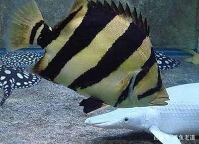 龍魚買回來幾天進食最好：龍魚買回來幾天喂食最好