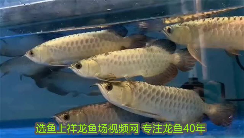 阿克蘇龍魚魚缸養什么好:阿克蘇龍魚魚缸,打造水族箱中的王者風范 魚缸百科 第2張 阿克蘇龍魚魚缸養什么好:阿克蘇龍魚魚缸,打造水族箱中的王者風范 阿克蘇龍魚魚缸養什么好:阿克蘇龍魚魚缸,打造水族箱中的王者風范 魚缸百科 第2張