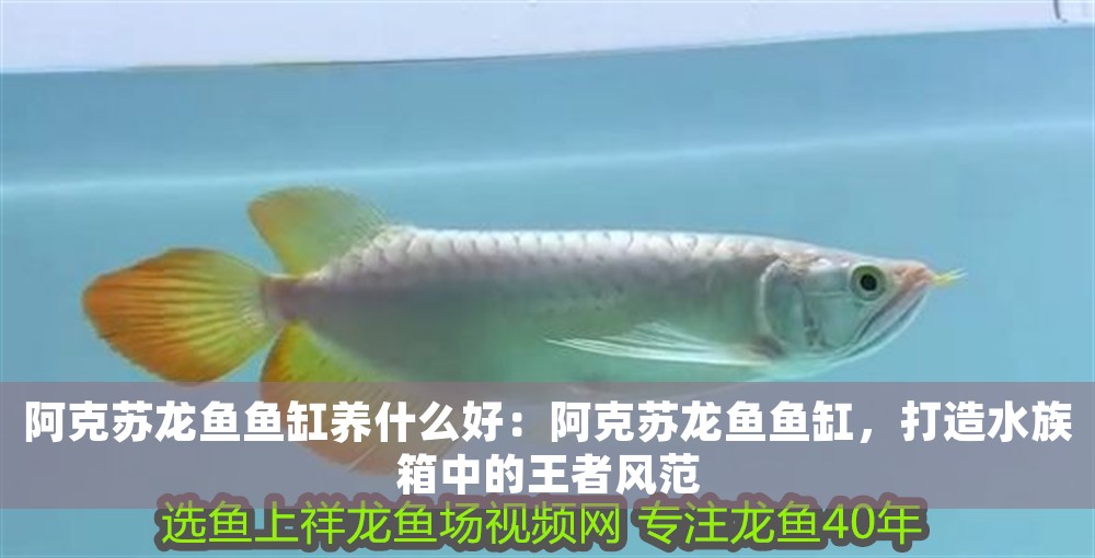 阿克蘇龍魚魚缸養什么好:阿克蘇龍魚魚缸,打造水族箱中的王者風范 魚缸百科 第1張 阿克蘇龍魚魚缸養什么好:阿克蘇龍魚魚缸,打造水族箱中的王者風范 阿克蘇龍魚魚缸養什么好:阿克蘇龍魚魚缸,打造水族箱中的王者風范 魚缸百科 第1張