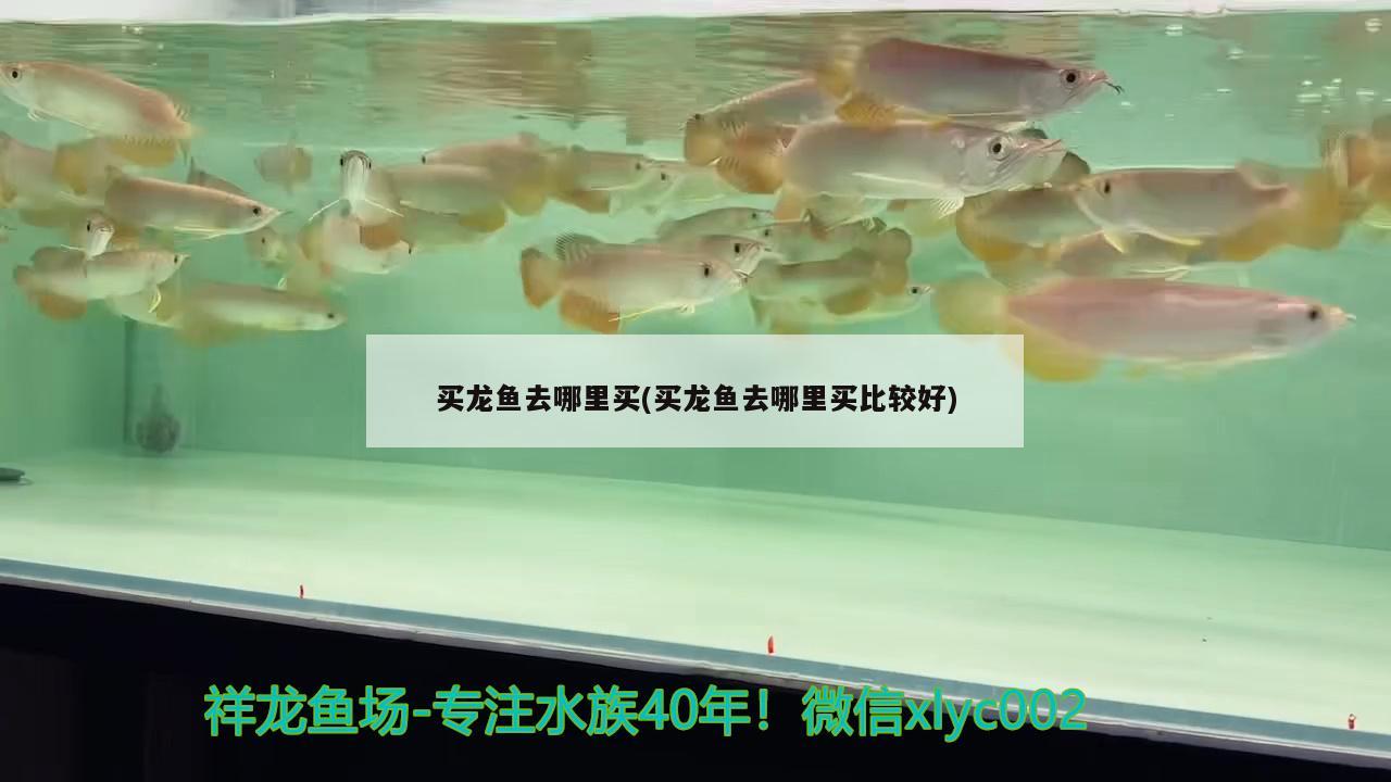 陽春市春城環城南新魚中魚店